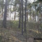 Las koło Cieksyna. Widok na kopiec.
