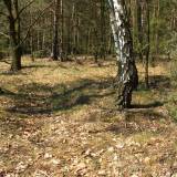 9946_podos_nowy_20090426.jpg