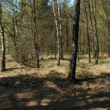9948_podos_nowy_20090426.jpg