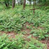 3633_zagrodzie_20080522.jpg