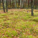 171_niksowizna_20051112.jpg