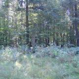 2005-09-08_sierzputy_mlode_001.jpg