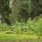 069_gralewo-plosnica_ww1.jpg