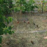 dscf0571.jpg