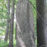ndrygaly1.jpg