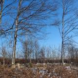 dscf6113.jpg