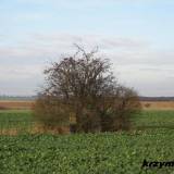 Rudolfowo. Mogiła 13 żołnierzy z Landw. I.R. 21