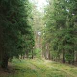 dscf0590.jpg