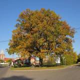 img_2142.jpg